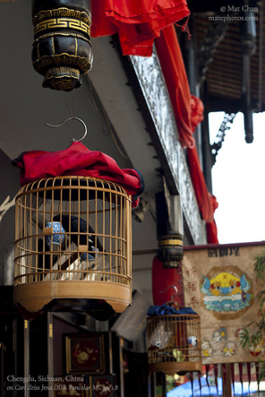 A Bird's Cage